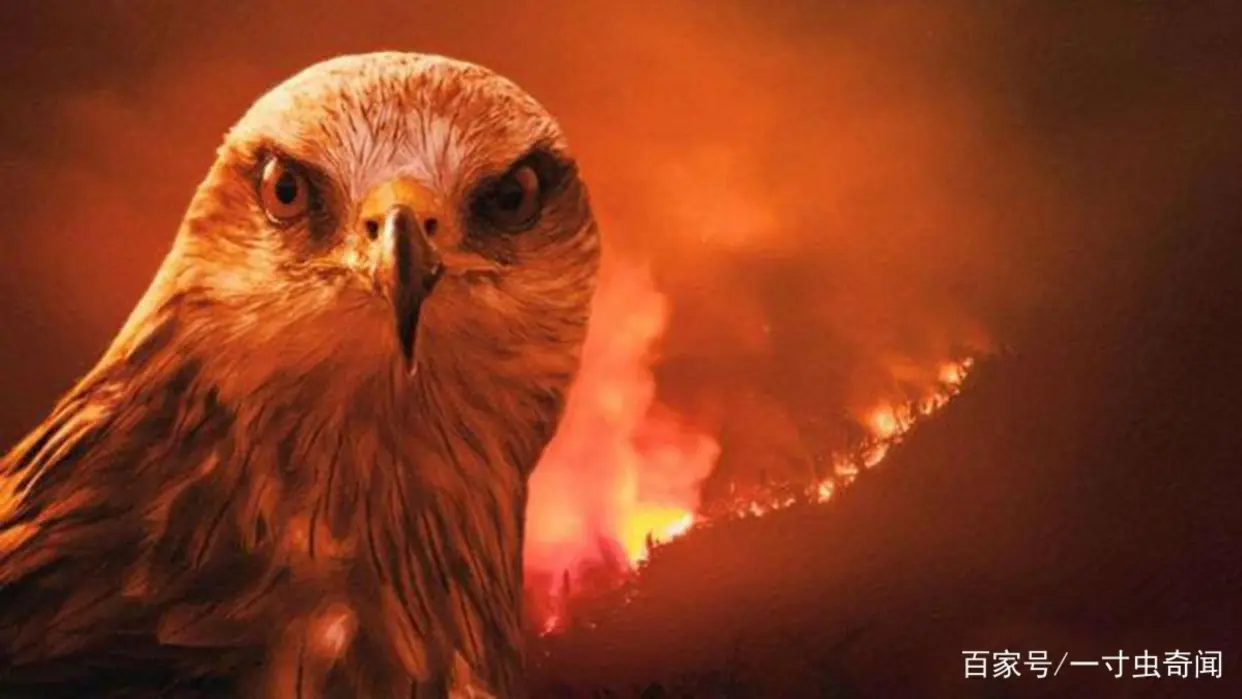 左撇子更聪明科学依据_左撇子女孩_左撇子大脑结构特点