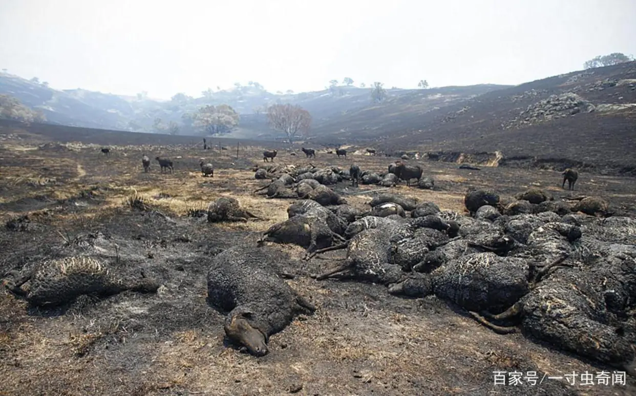 左撇子更聪明科学依据_左撇子大脑结构特点_左撇子女孩