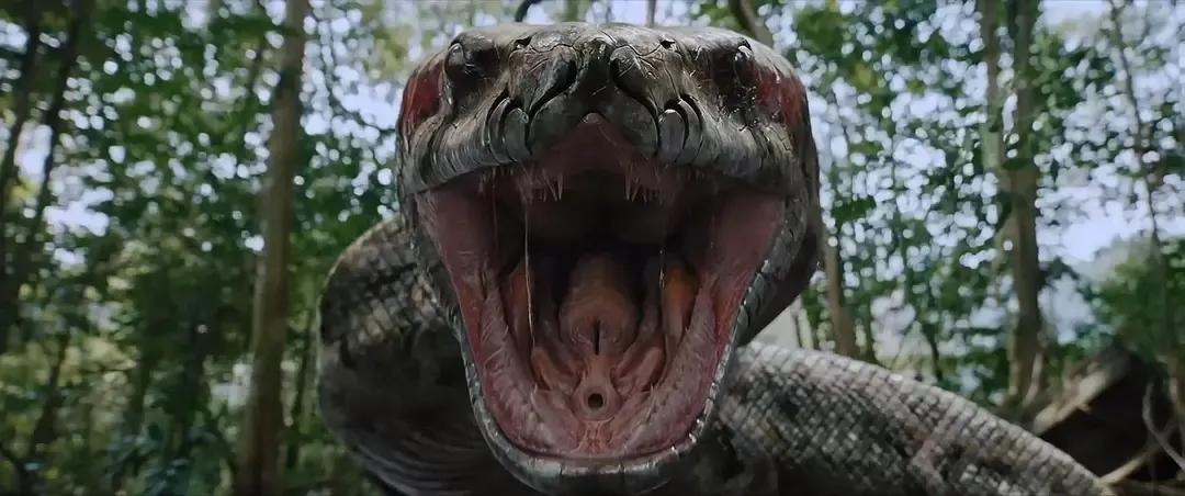 狂蟒之灾 杭州传影文化传媒有限公司 热带雨林生存挑战_新狂蟒之灾