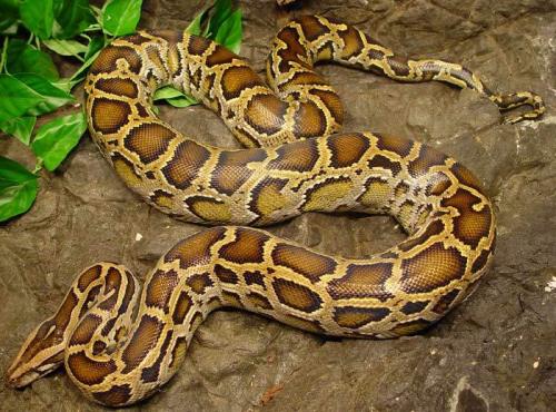 新狂蟒之灾_新狂蟒之灾_新狂蟒之灾