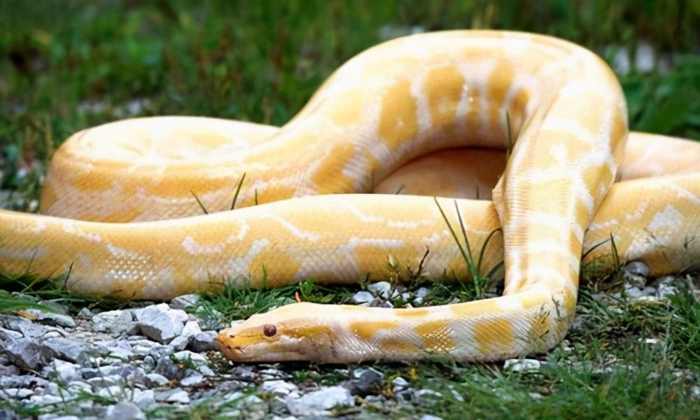 新狂蟒之灾_新狂蟒之灾_新狂蟒之灾