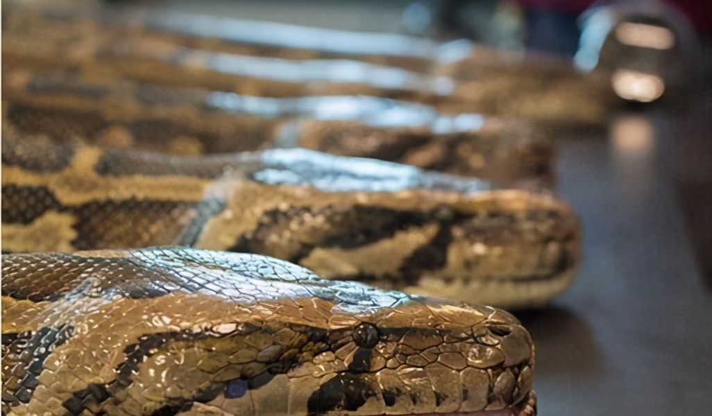 新狂蟒之灾_新狂蟒之灾_新狂蟒之灾