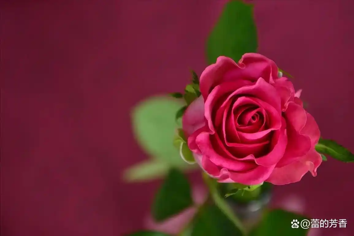 灵魂之伴_灵魂相伴 刻骨铭心 深入骨髓